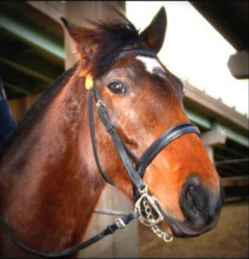 Aslan, the newest member of the RPD Mounted Unit!