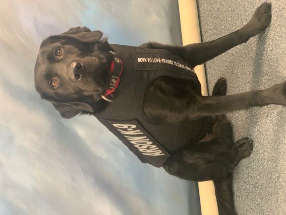 K-9 Erny in Body Armor