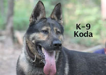 K-9 Koda